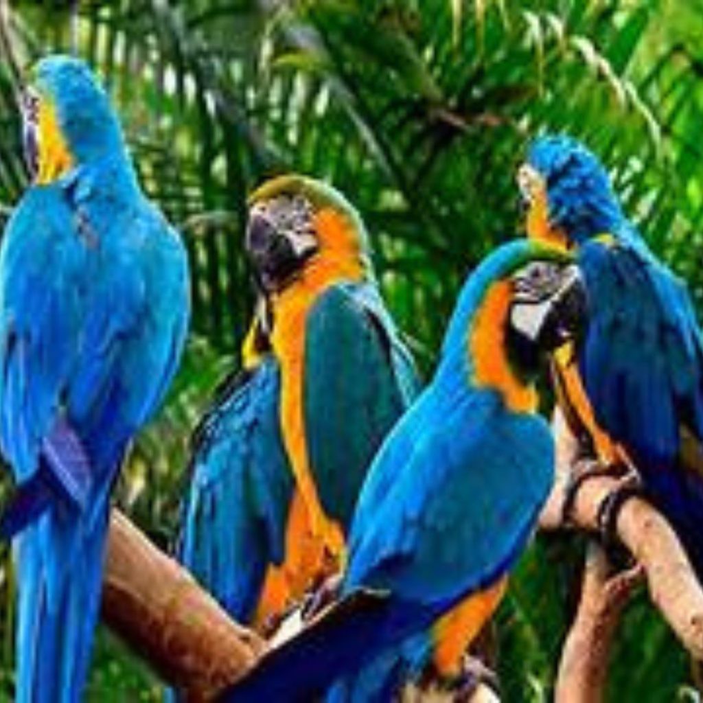 Bird Watching in Andaman