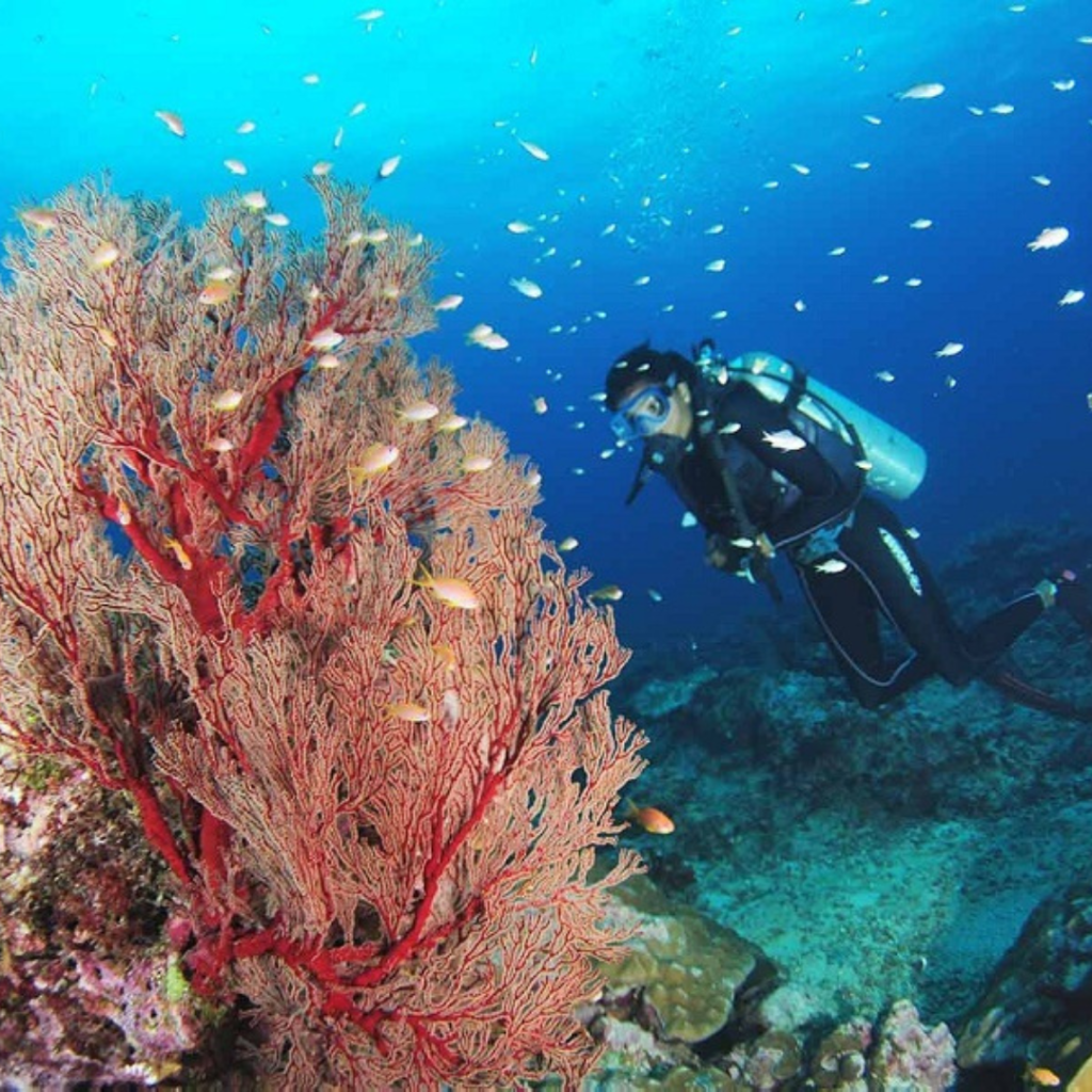 Scuba Diving in Neil Island